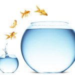 goldfish jumping out of the water